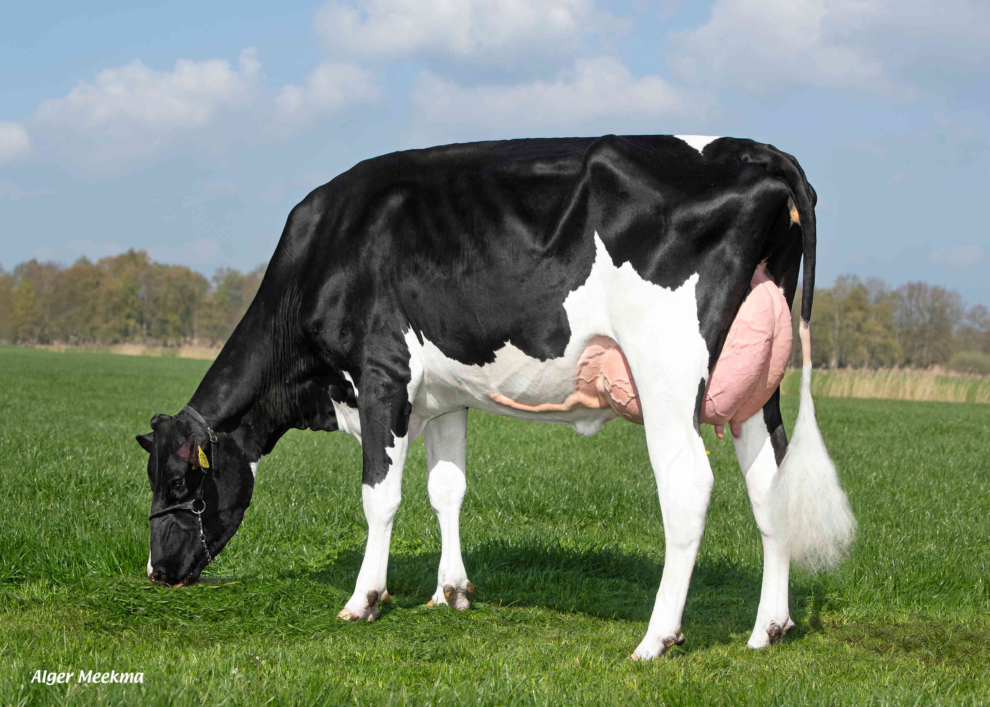 Delta Peanut  (s. Warren P RF) owner: K.A.F.M. & L.P.J. Nooijen-Maas, Coevorden