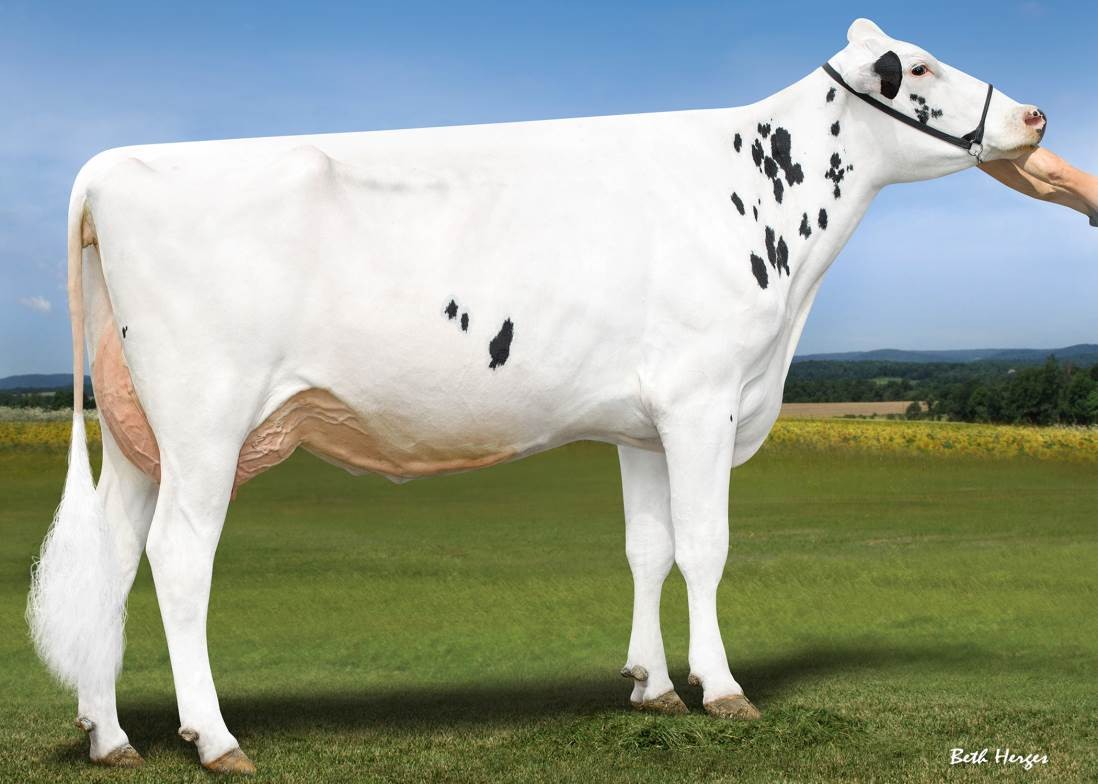 Ladys-Manor Grnt Oohm-ET VG-85 DOM, MGD of Overhot