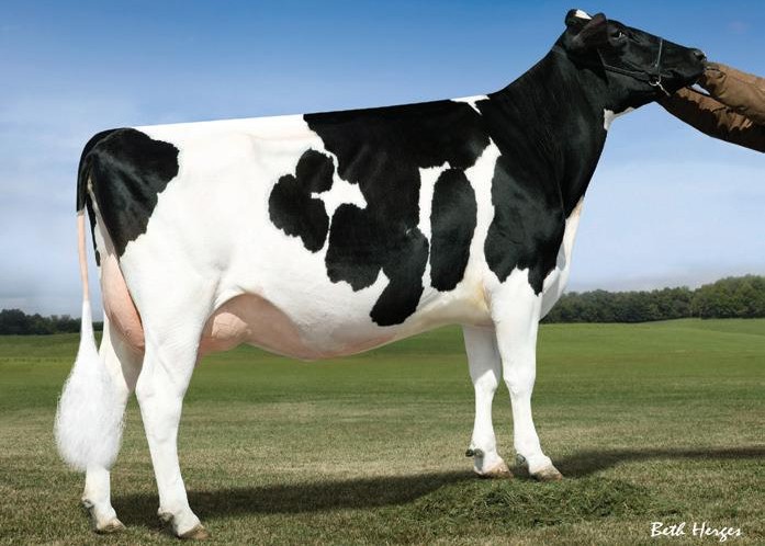 S-S-I Shamrock Menna7392-ET VG-85, 5th Dam of Maxium