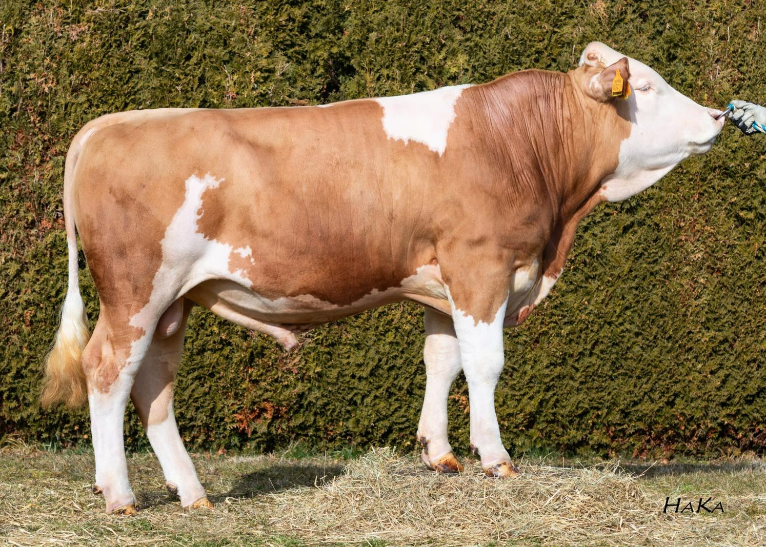 Maraton, breeder: Josef Maier, Teisendorf