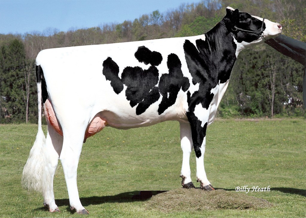 Foxberry Stream Myra 619-ET VG-86 GMD DOM, 5th Dam of Noontime