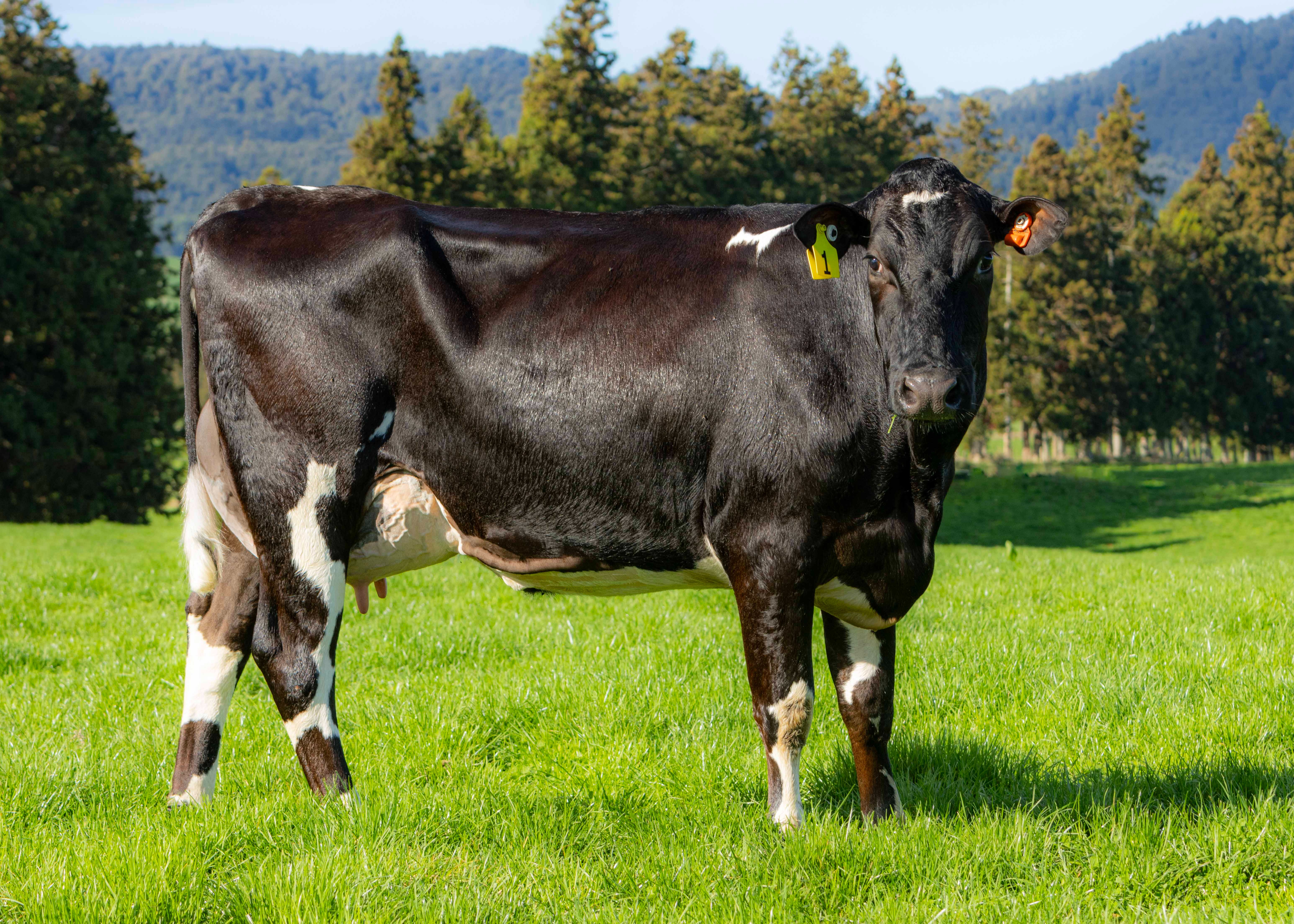 Burgess Alibi Pearl ET, Full sister to Paris, Burgess Farm Ltd