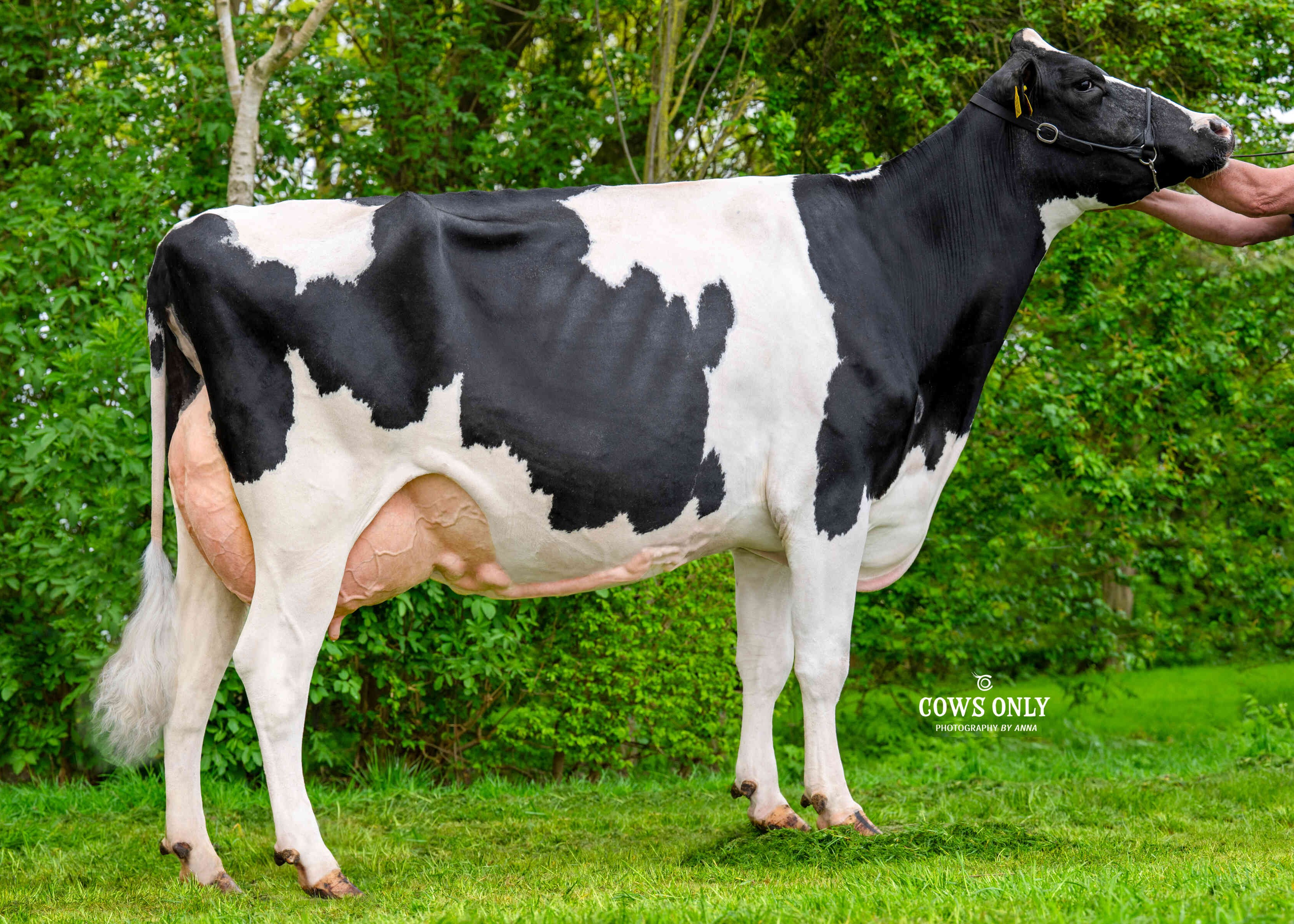 Frida 291 (v: Abundant P RF, 4e kalfs) eig.: Swank, Nieuw Beyerland
