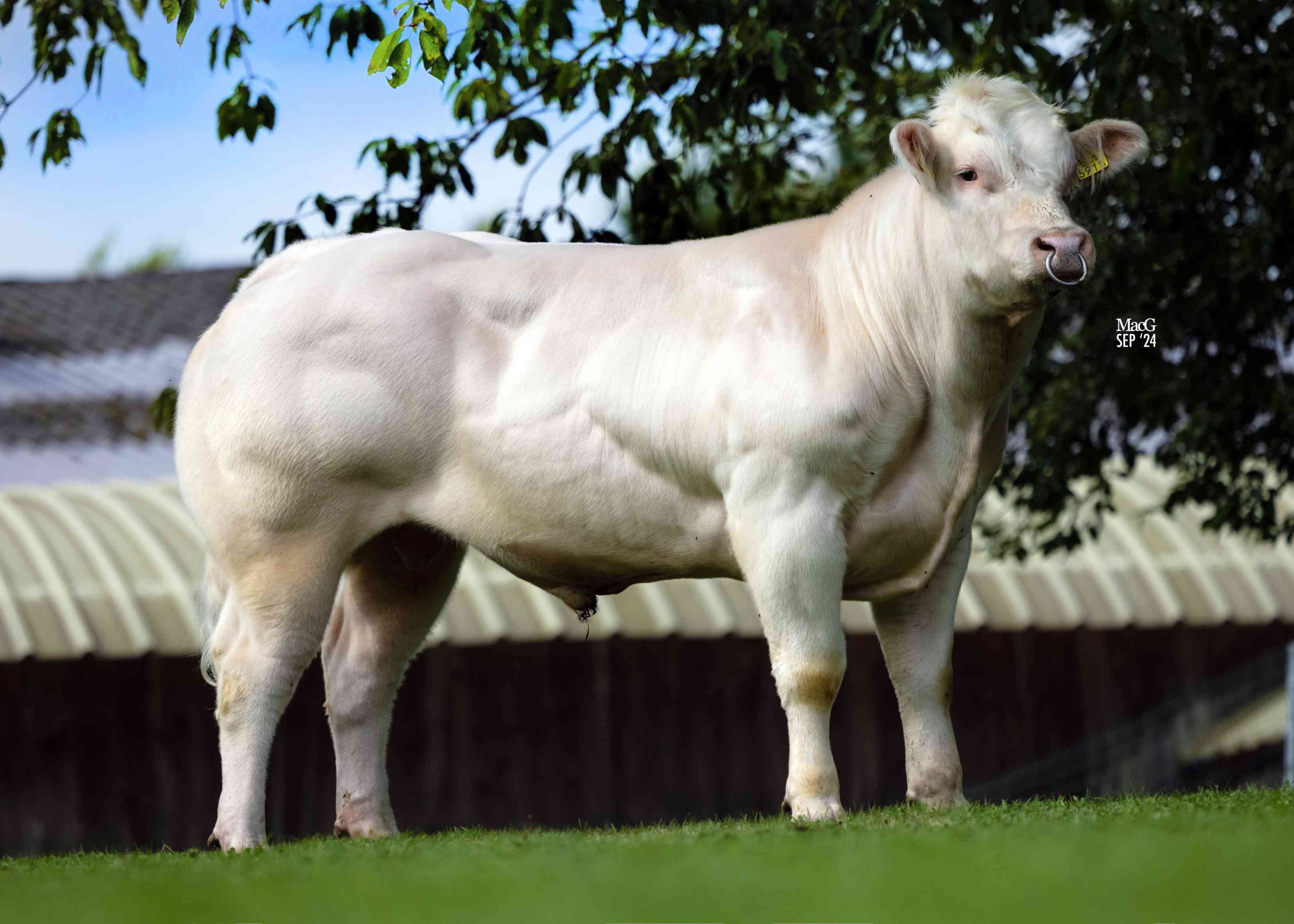 Rian 54 van de Plashoeve