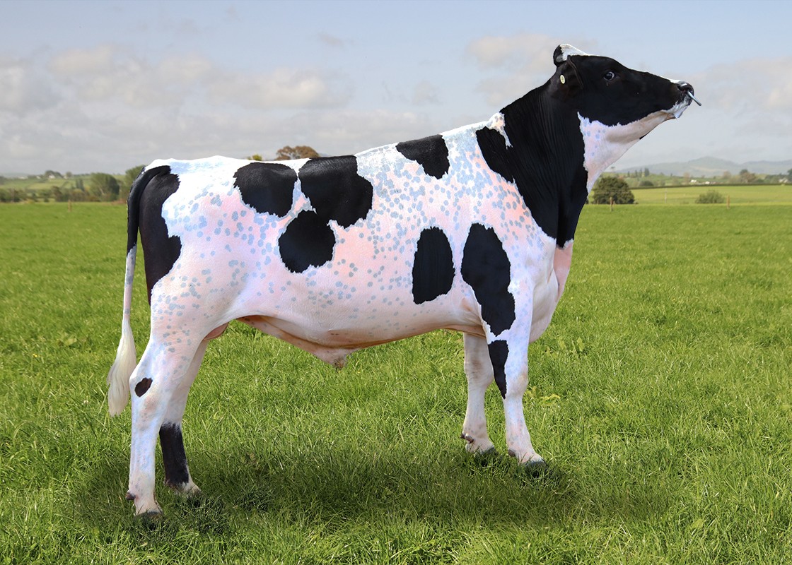 Paynes Endor F9J7 (Insire)