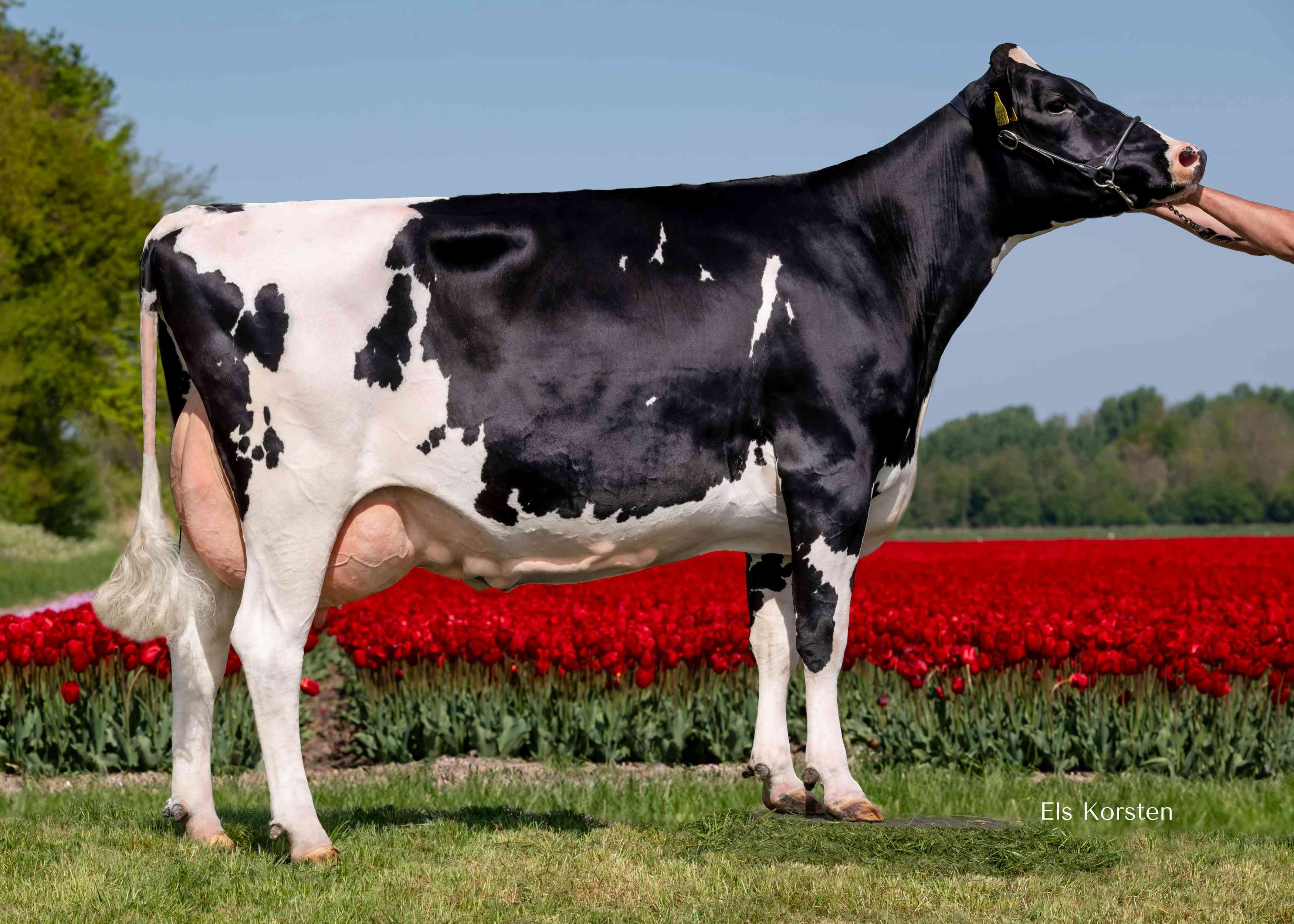 VVH Bertha 426 (s. Andy-Red) dam of Kygo P.-Red. owner: Van Veelen Holsteins, Biddingshuizen