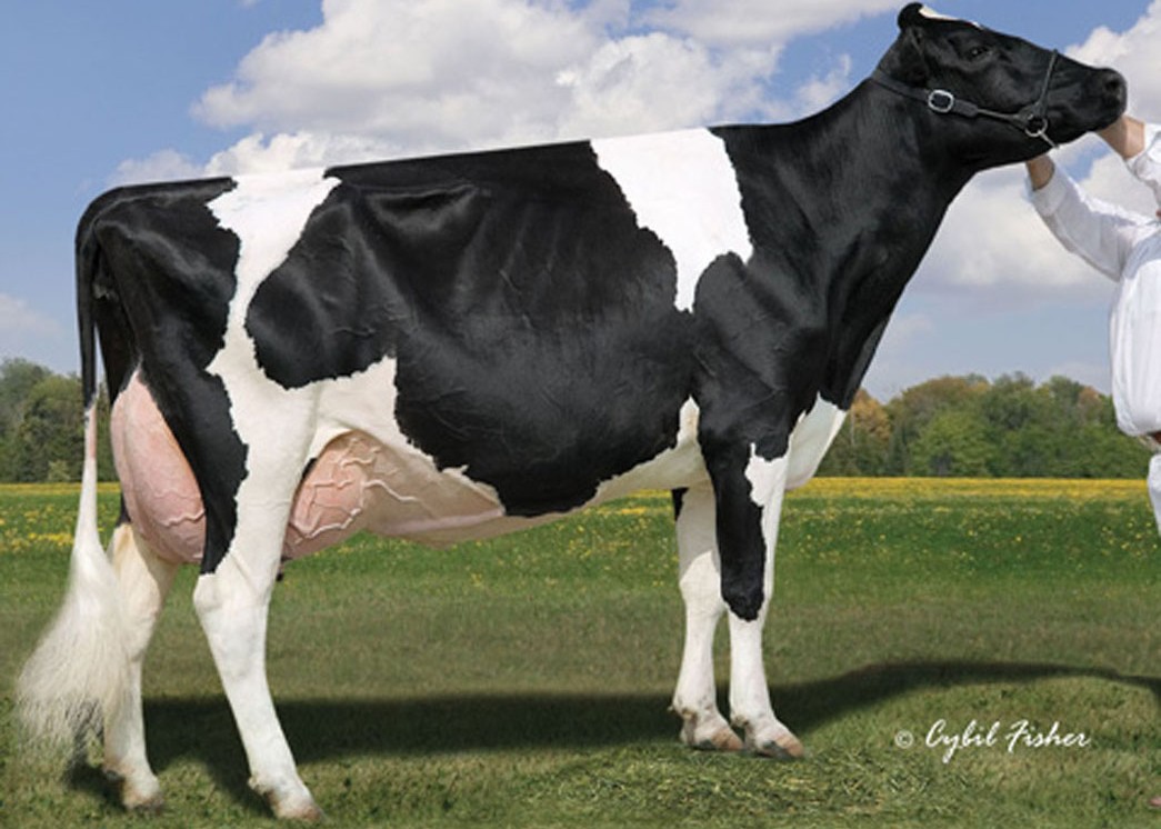 Lylehaven Lila Z EX-94, 10th Dam of Euro
