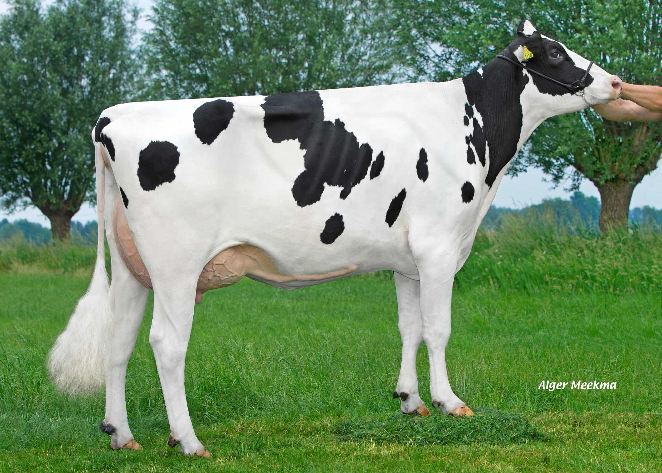 Poppe Fienchen 1134 (granddam of Freestyle-Red), owner. dairy farm Poppe, Zwolle