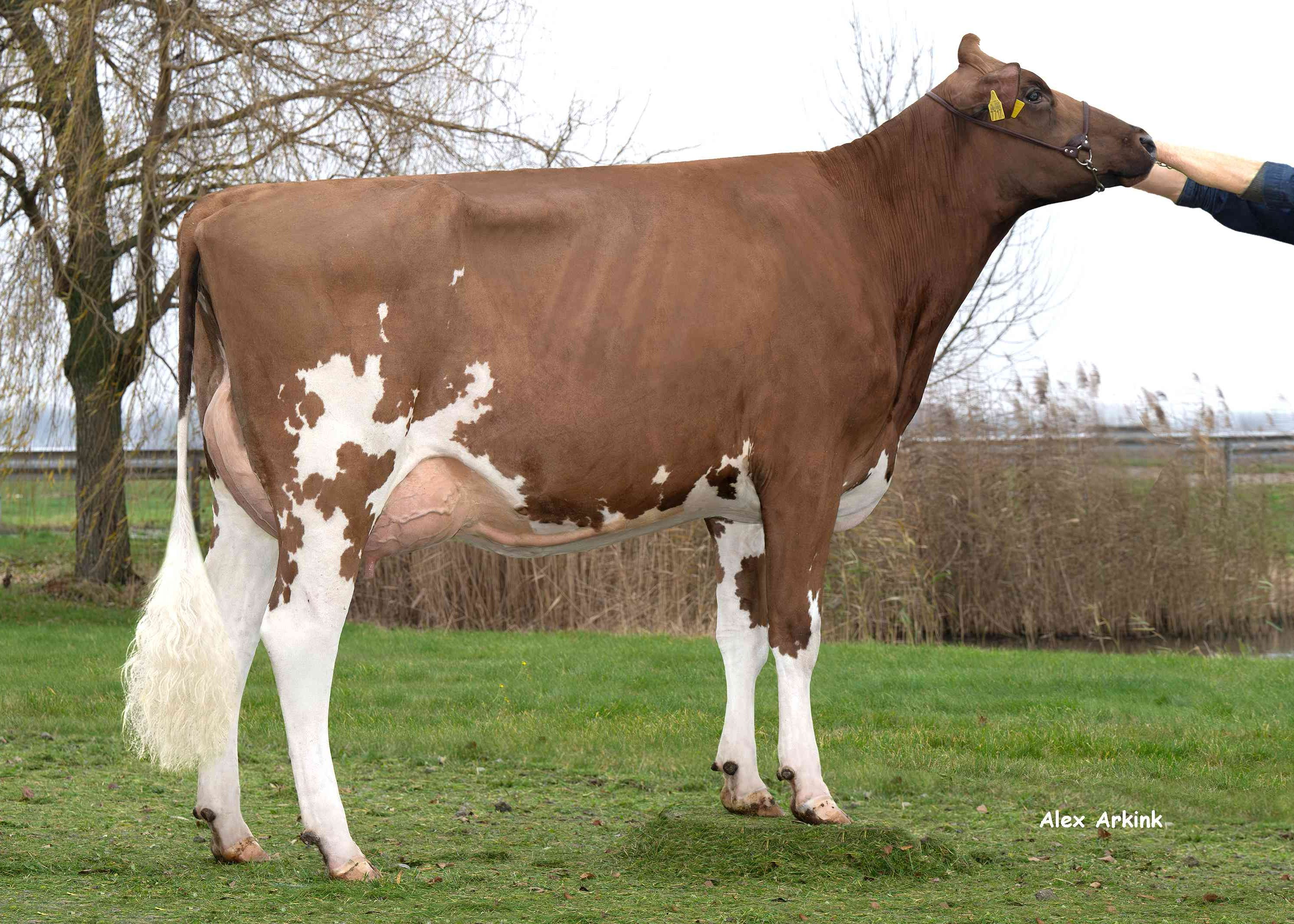 Marleen 88 (v: Orange PP) eig.: Biostee De Wit, Strijen