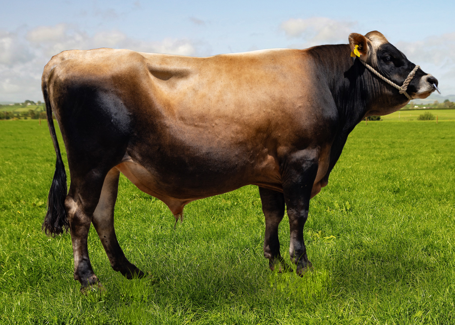 325502 PURIRI DEC JACKAHOY JG