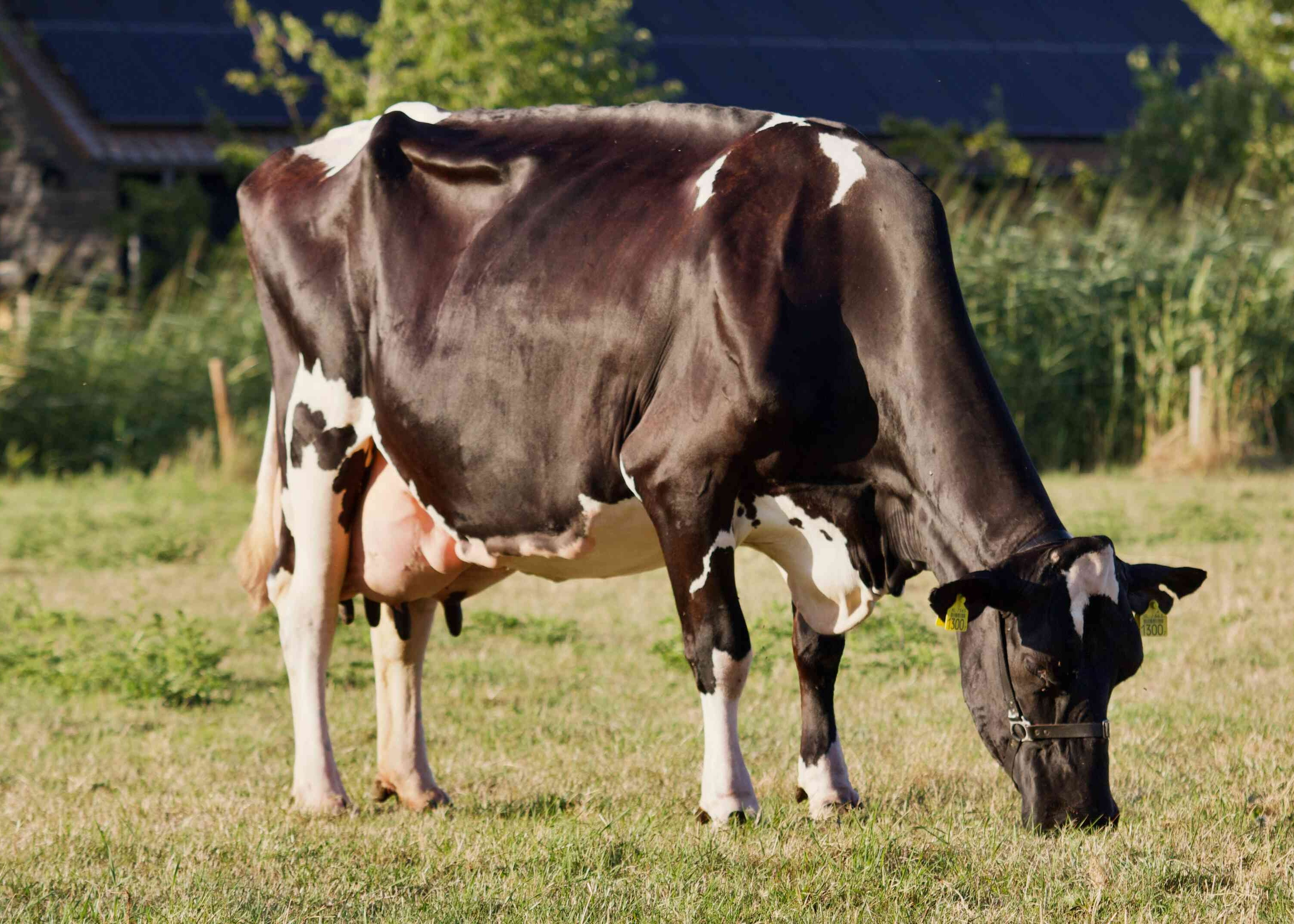 Frida 214 (s. Supershot) MGGD of Pronto P, Owner: Swank, Nieuw Beyerland