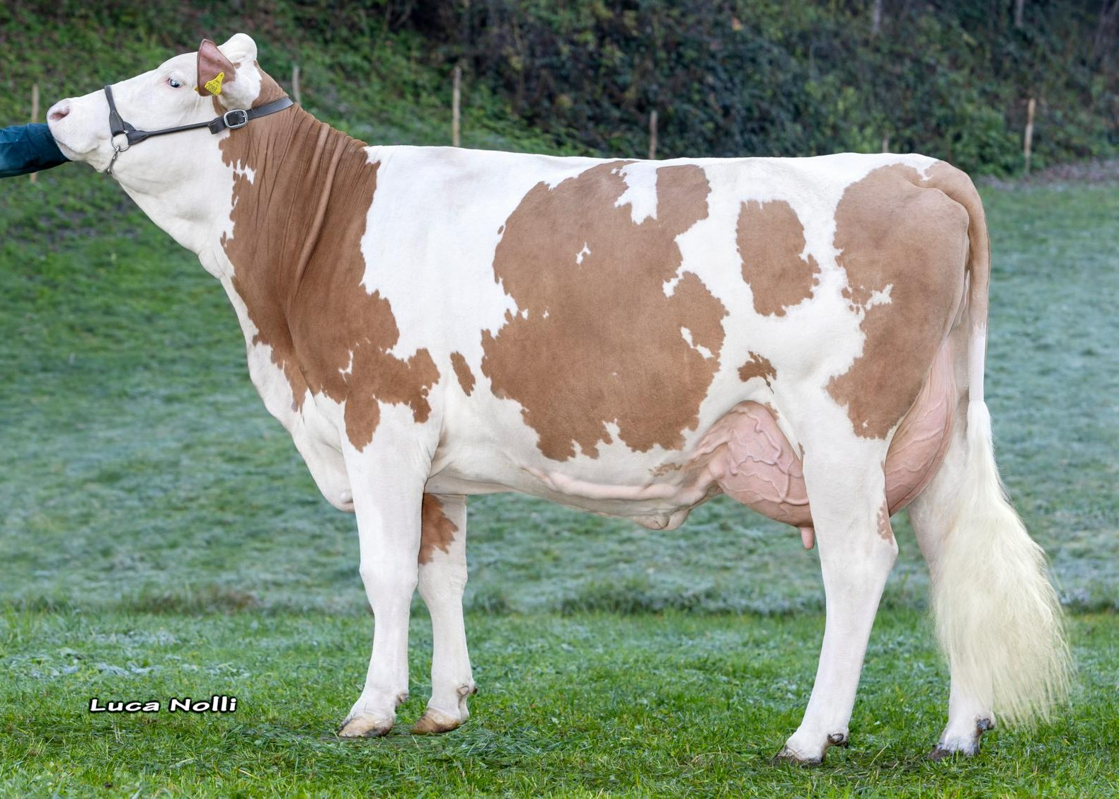 Milena, Dam of Maldini Pp, 1st calf, Franz Auer, Wildschönau