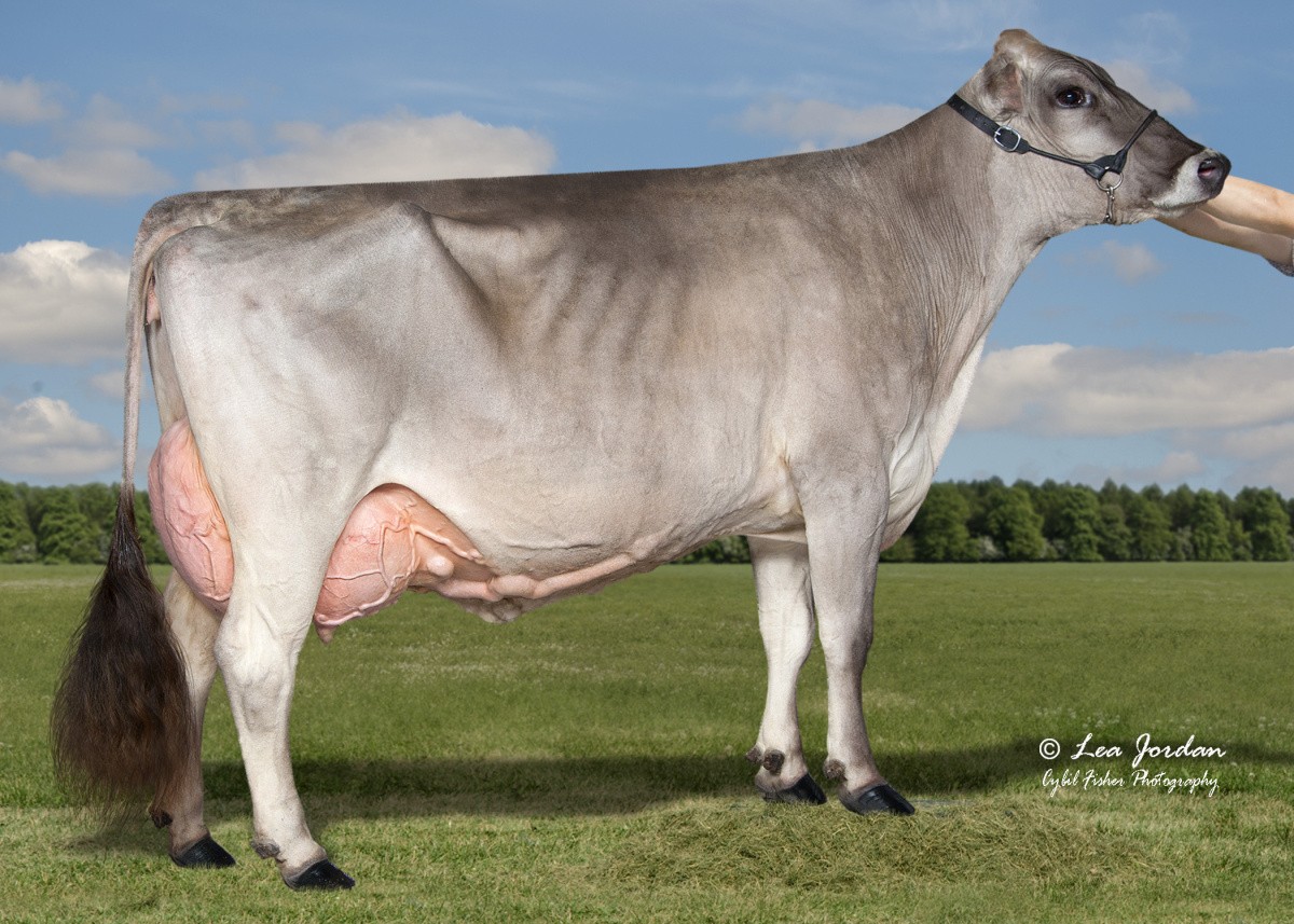 Red Brae Spa Richard Nicole 'Ex 90 U Ex 91 E', Grootmoeder van Rockstar