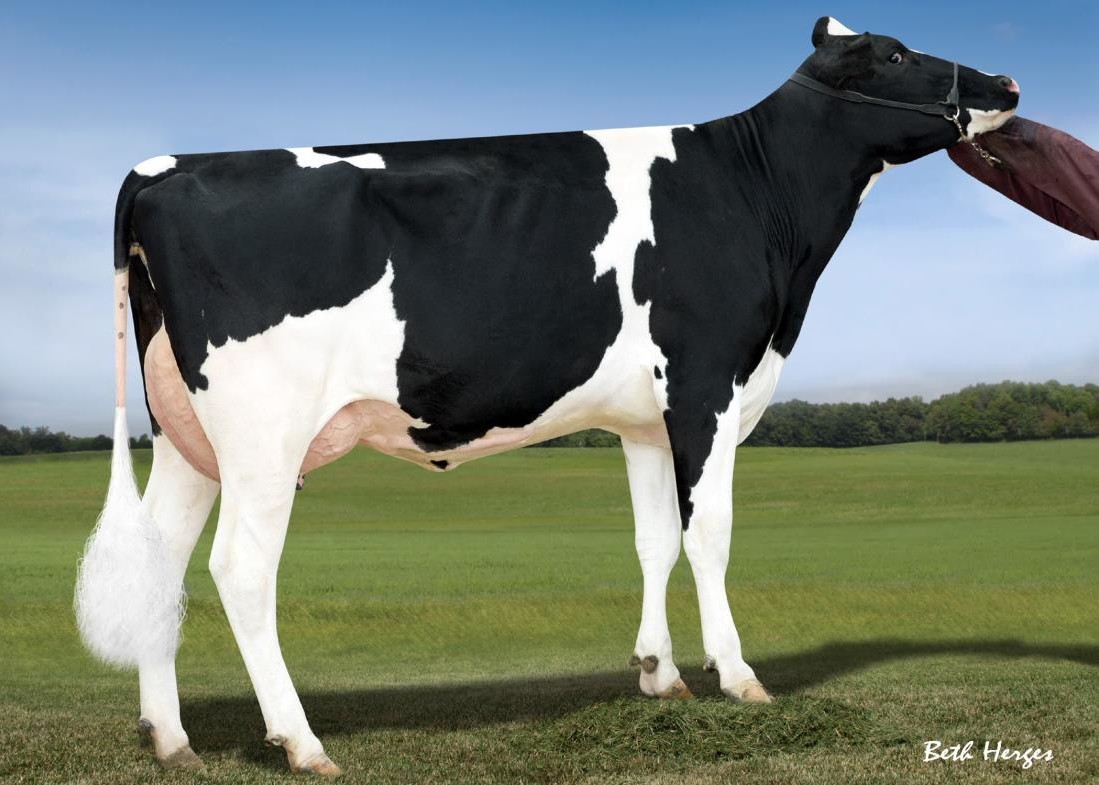 Co-Vista Robust Riley EX-90 GMD DOM, 6th Dam of Jargon