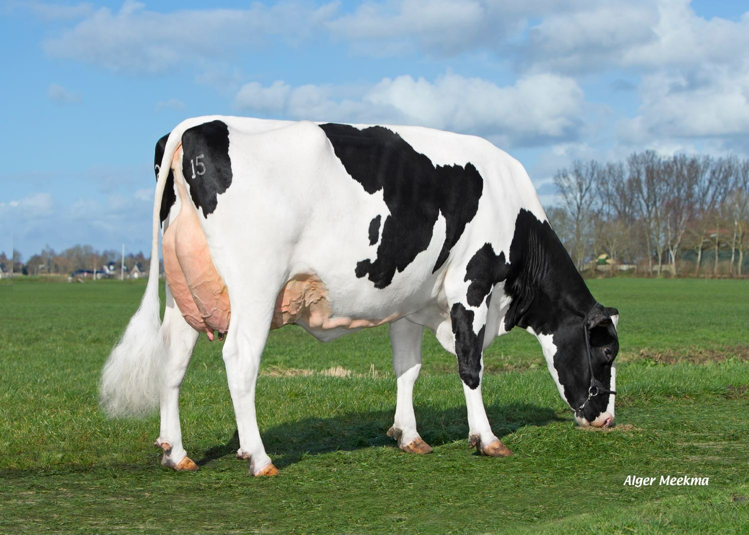 Delta Paulina EX90 (s. Malcolm), MGGGD of Holiday PP RF