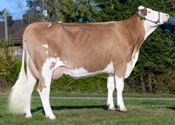 Delux, Dam of Halogen. 2nd calf Eugen Walser, Obersöchering