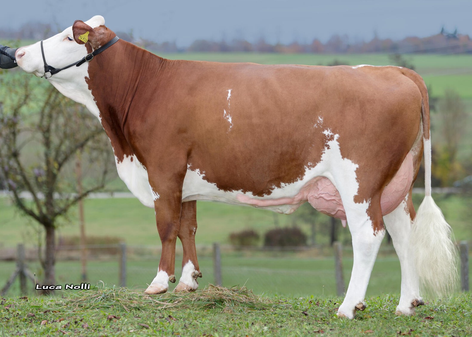 Arya, great granddam of Wundalux, 1st calf, Böhm GbR, Oppertshofen