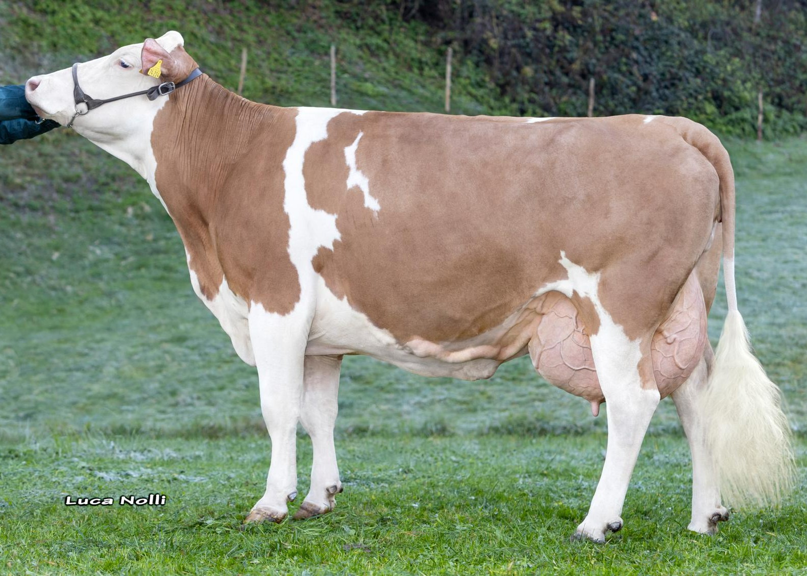 Madonna, Granddam of Maldini Pp, 5th Franz Auer, Wildschönau