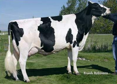 Seagull-Bay Manat Mirage-Et EX-90 GMD DOM, 10th Dam of Multiverse