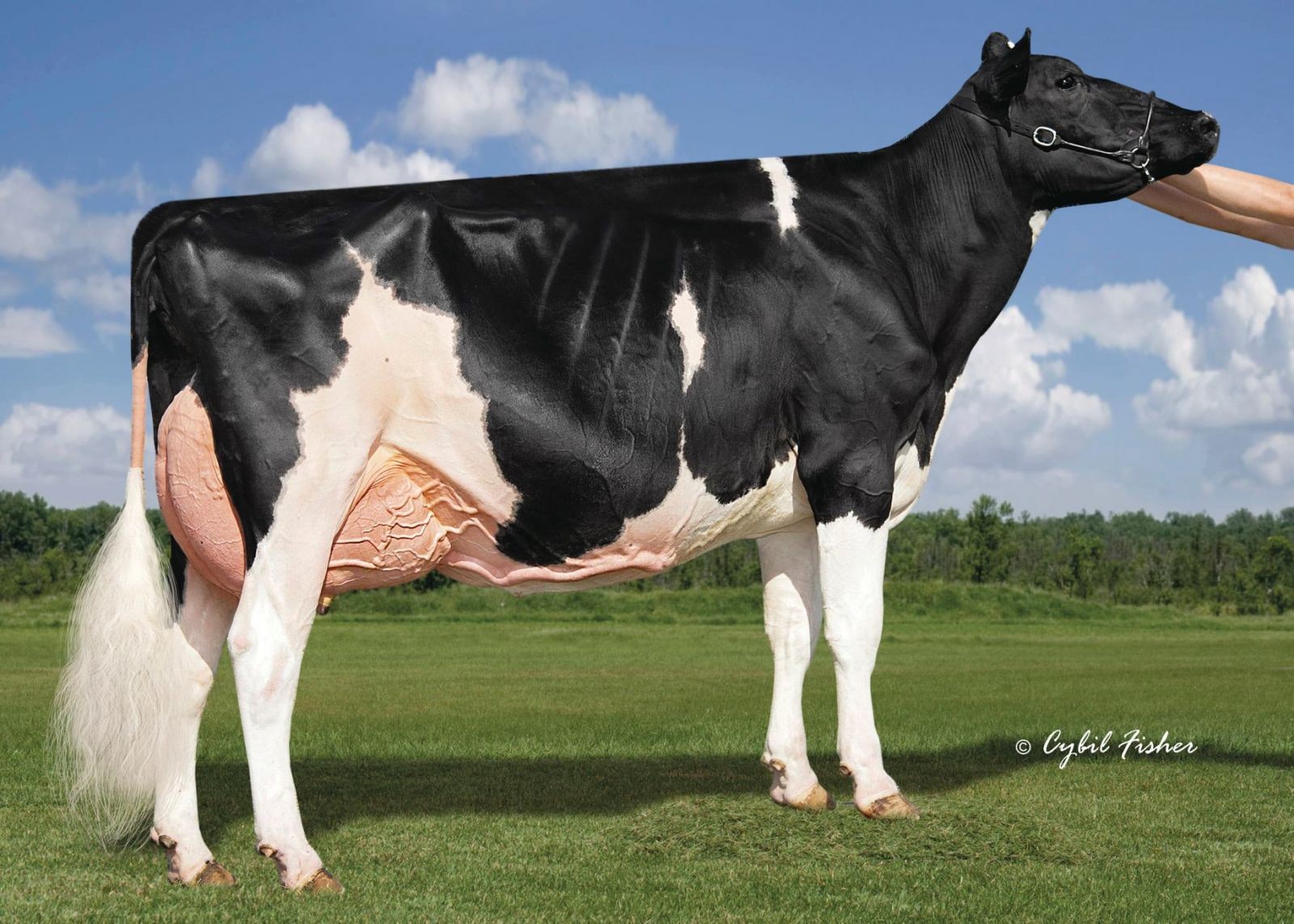 Macland HF Yoder Rachel-ET EX-96 DOM, MGD of Shawarma