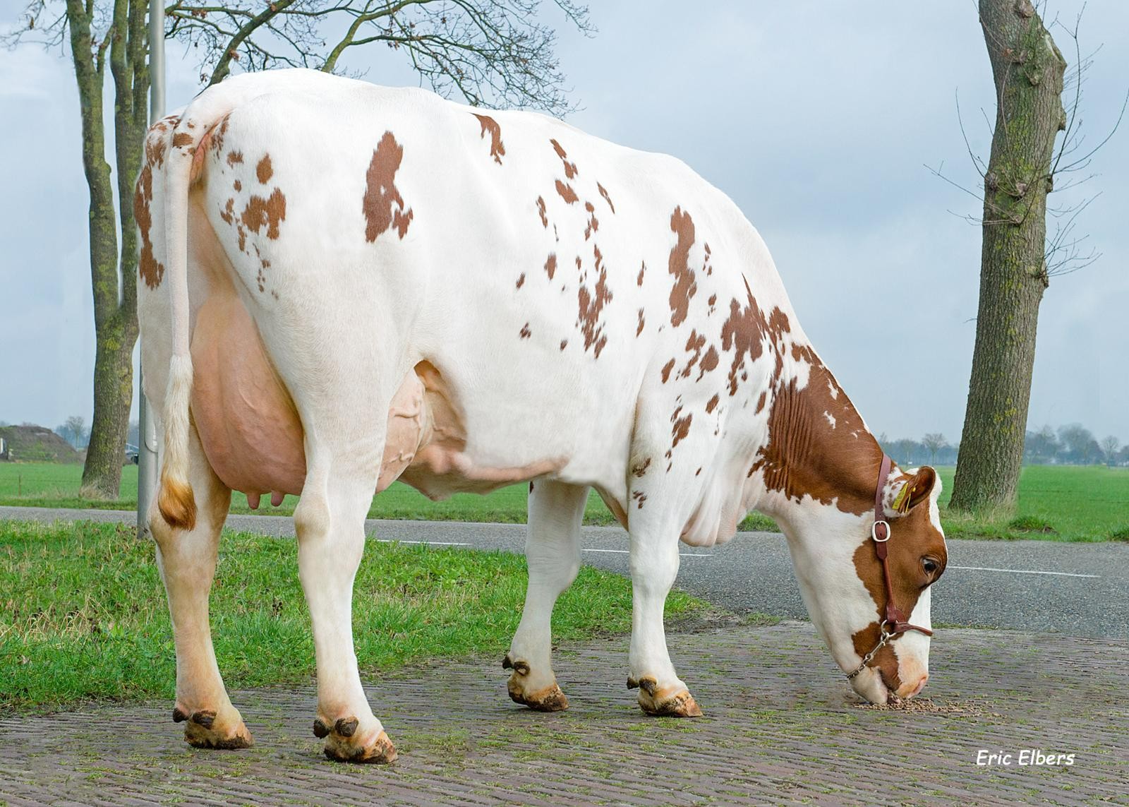 Joze 145, dam of Joris