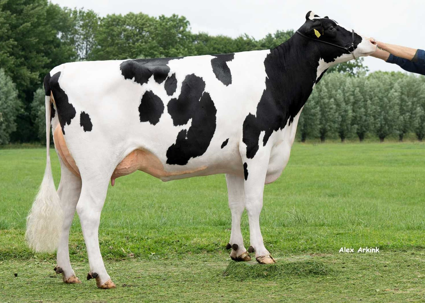 Delta Thore (s. Foreman), dam of Irishman