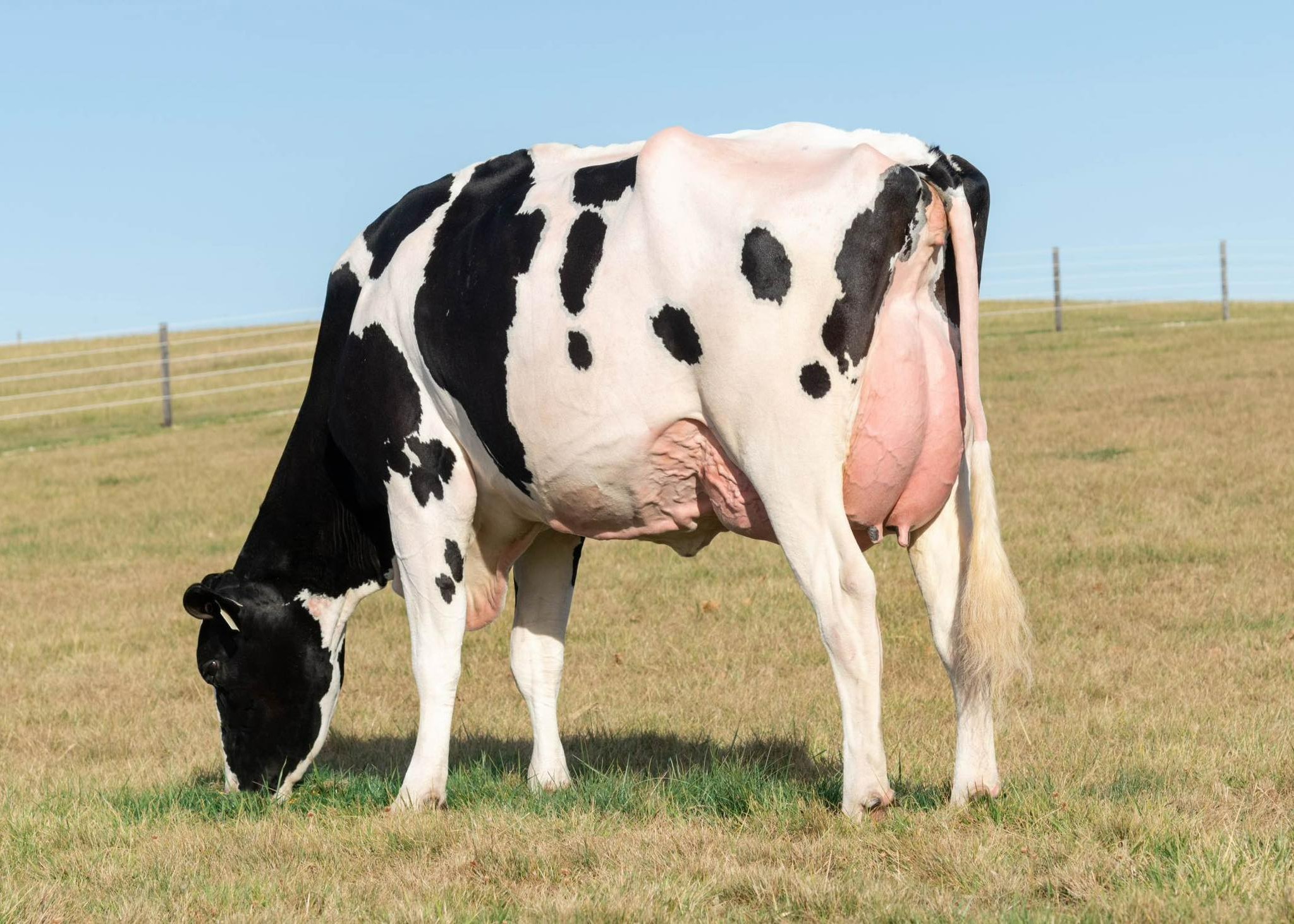 T-Spruce Jaela 47718-ET VG-88 DOM, Dam of Jefe