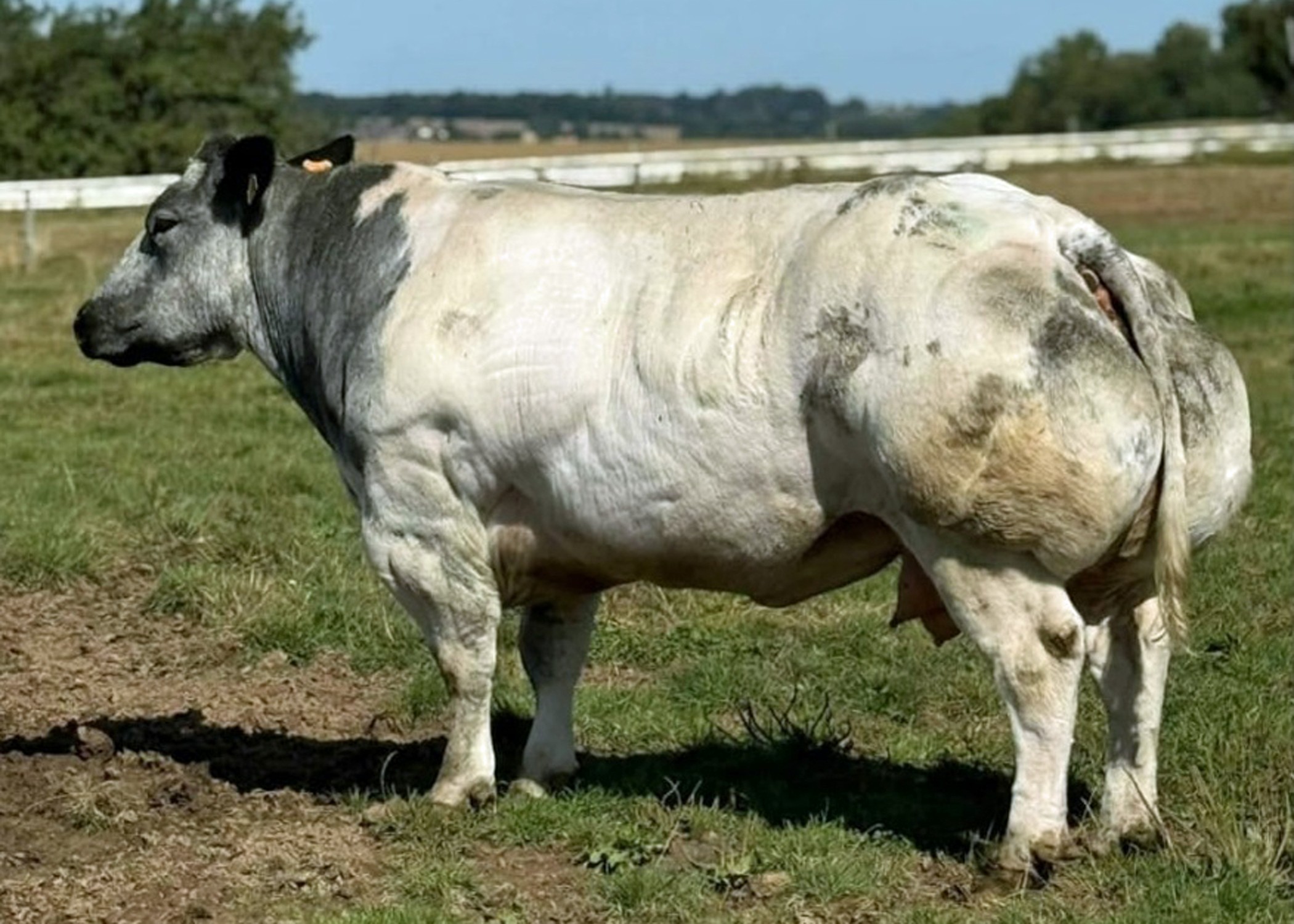 Kalinka van den Hondelee, moeder van Dolphin