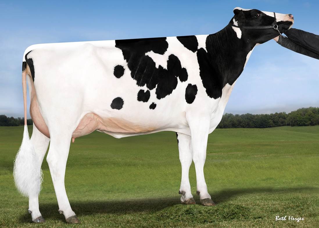 Seagull-Bay D Extreme-ET VG-86, 5th Dam