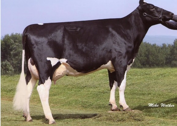 Coyne-Farms Freddie Jill-ET VG-87 DOM, 7th Dam of Jackknife