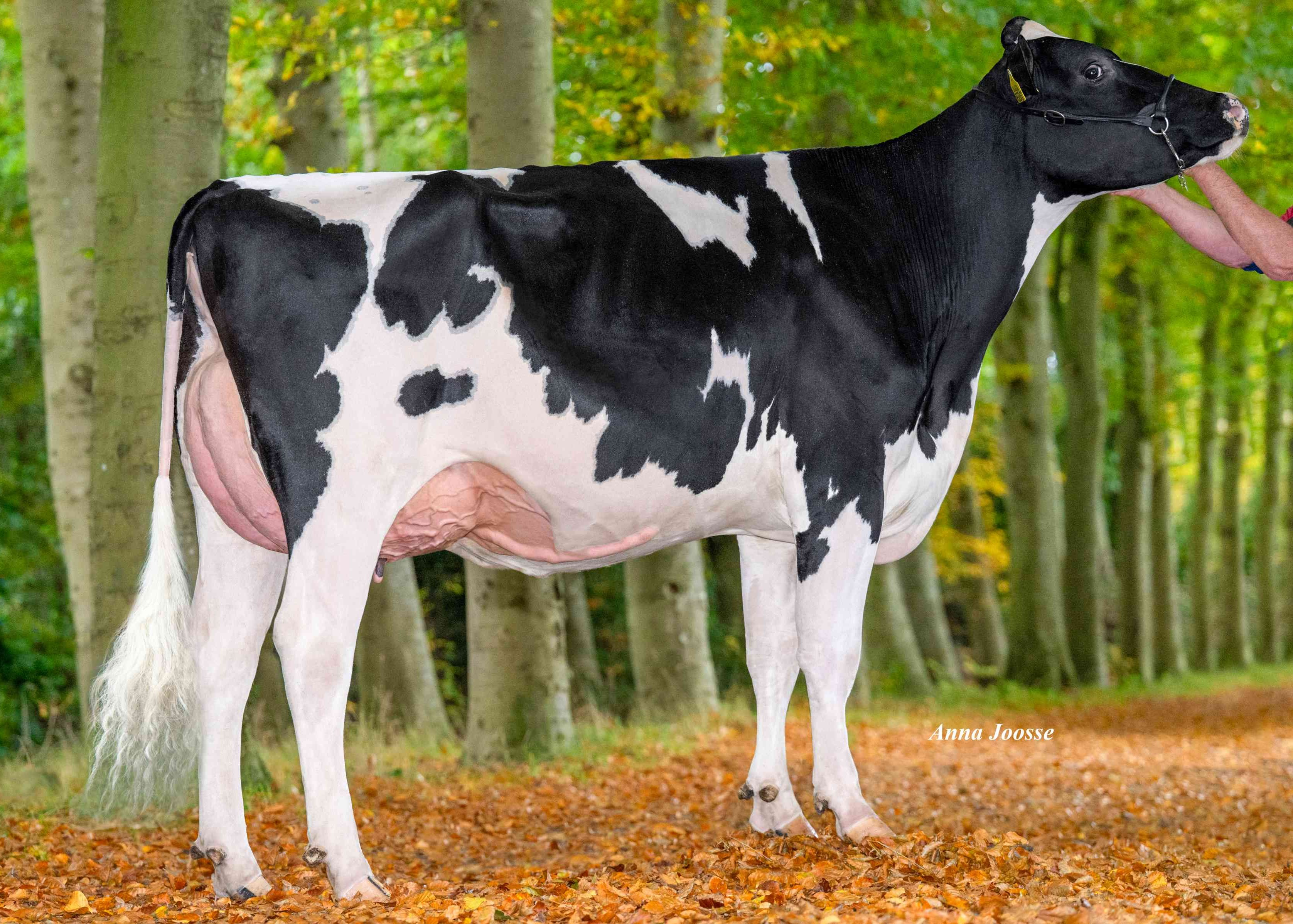 Broeklander HiPo Fman Laila (v: Fugleman) eig.: Veehouderij Broeklanden Vof, Oldebroek