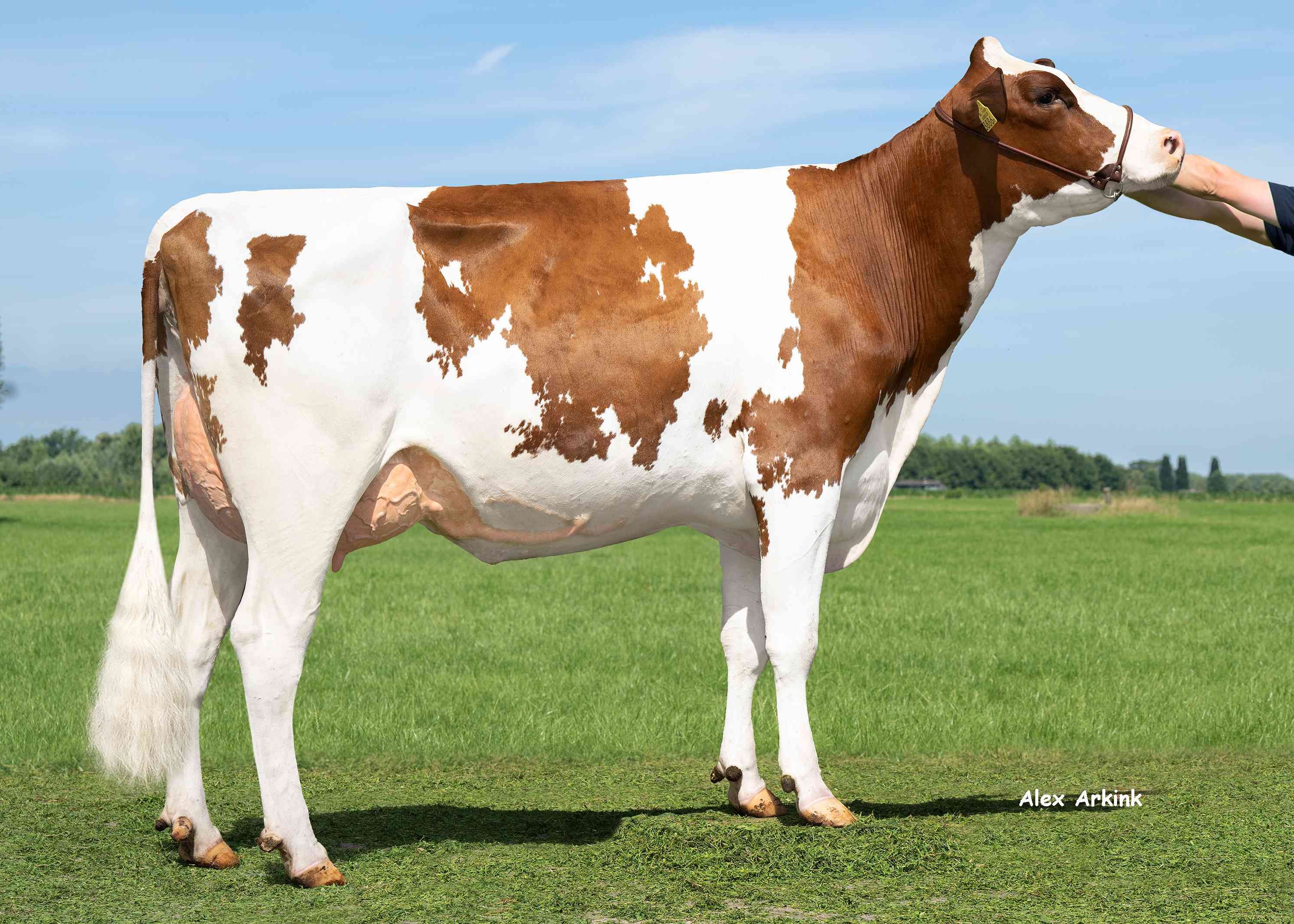 Delta Wyola PP, moeder van Bobster PP-Red. Eig.: Mts J Boschloo & M.J.M Pelgrom, Steenderen