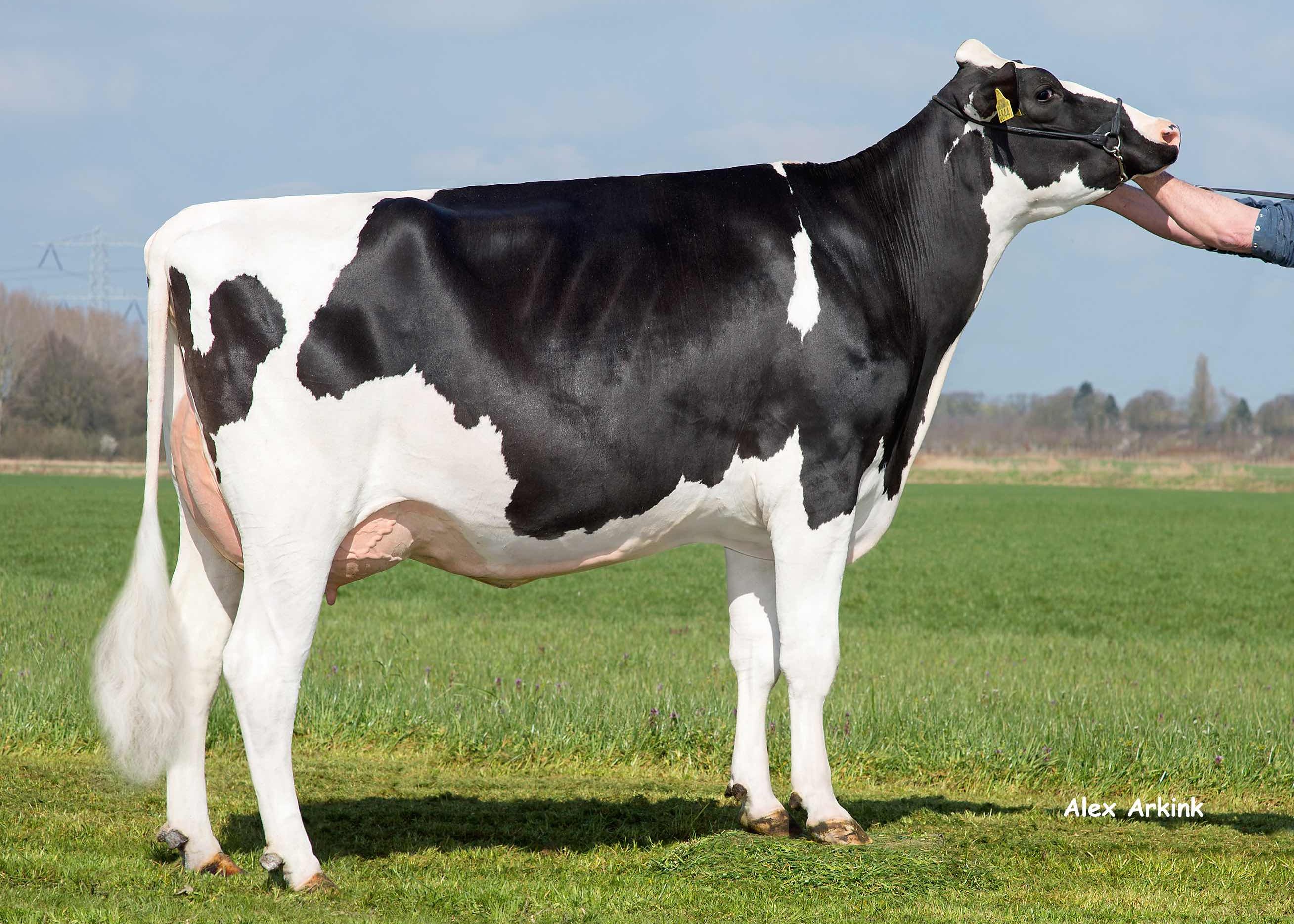 BarendonkPaulina 187 RF (moeder Prestige Red) eig.: Barendonk Holsteins VOF, Beers