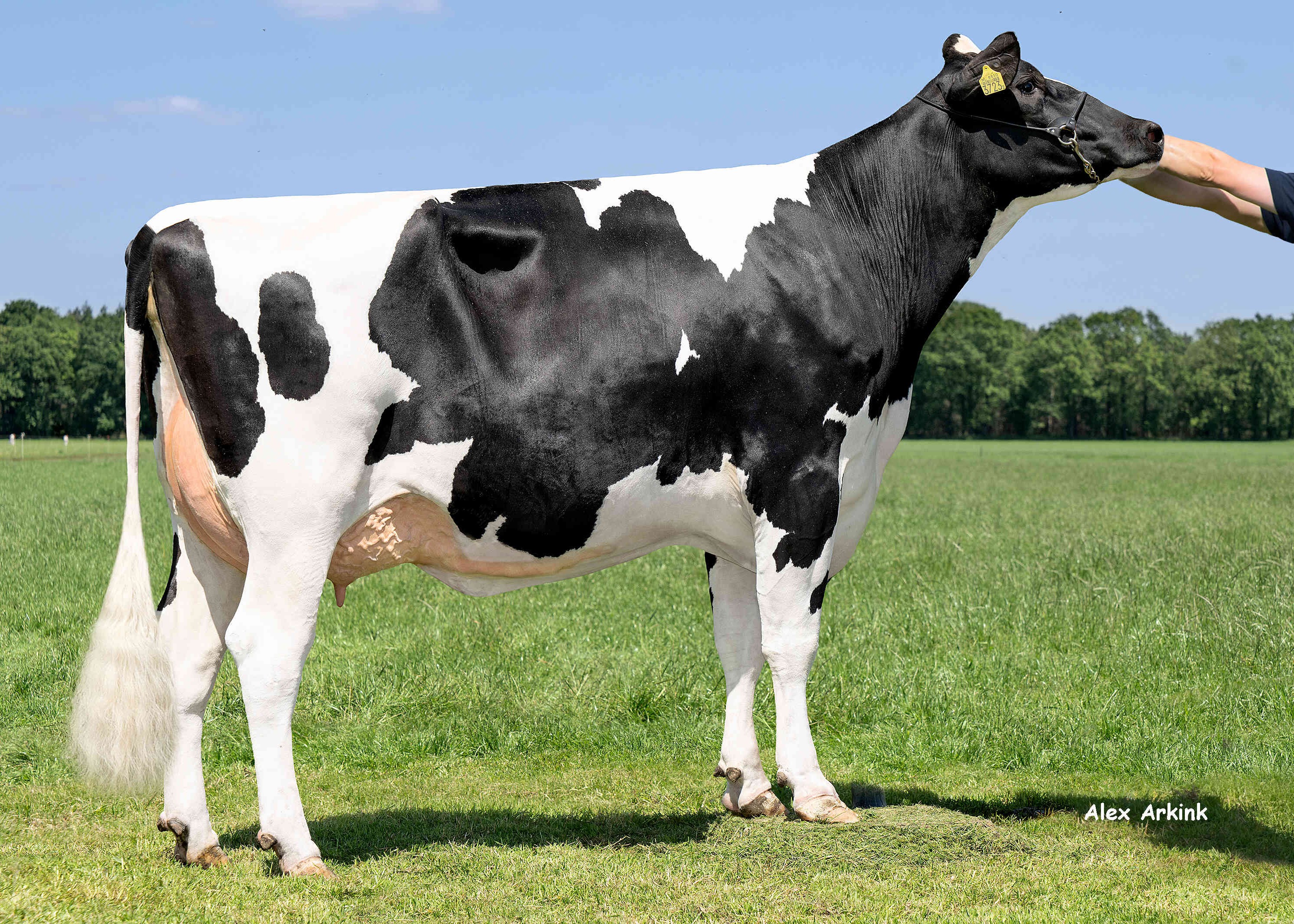 Delta Iris (dam of Bloss-Rede) owner: Mts van Middelaar, Sterksel