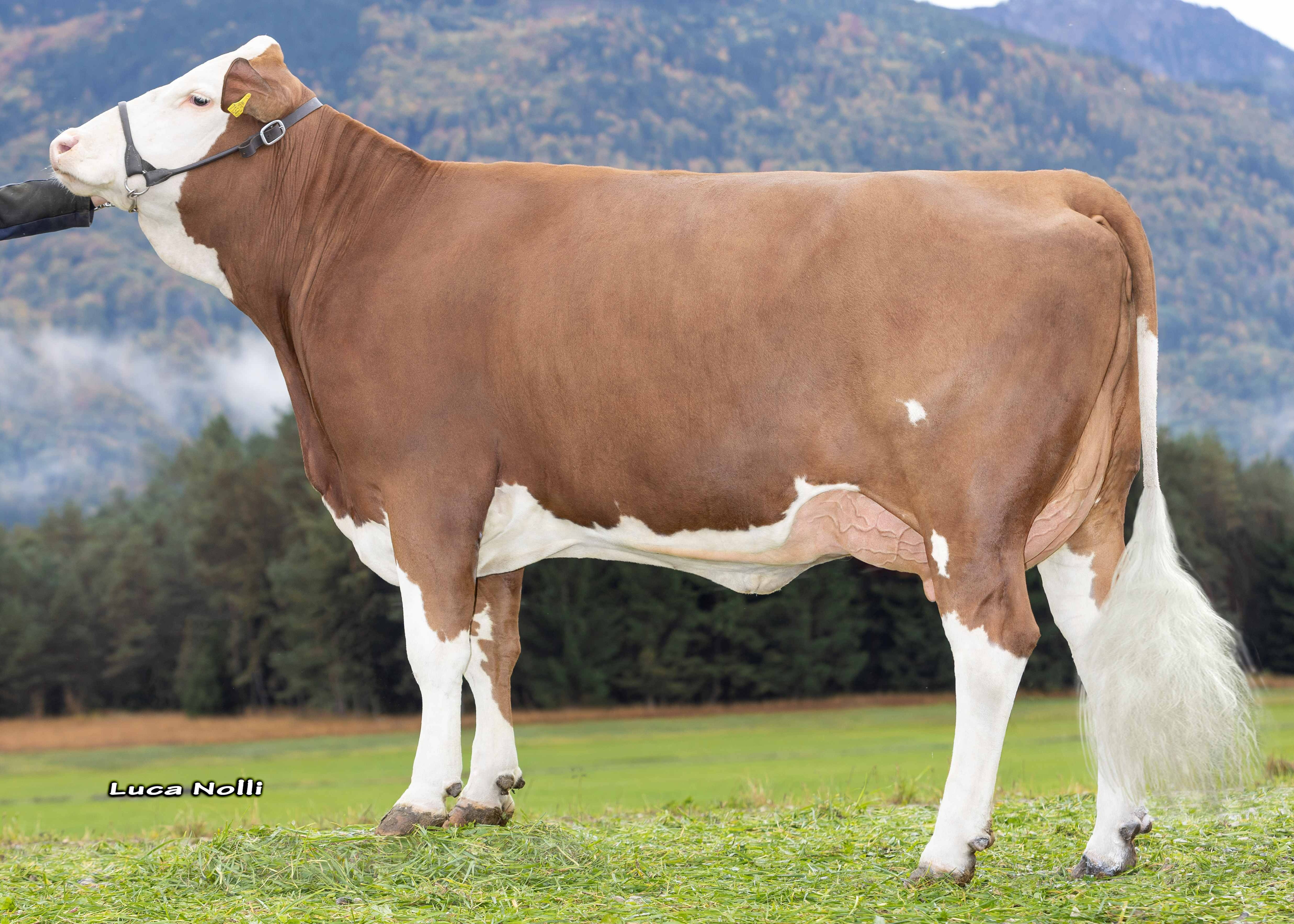 Ginger Pp, Dam of Heinz PP, 1st Calf Familie Berger, Grabenstätt