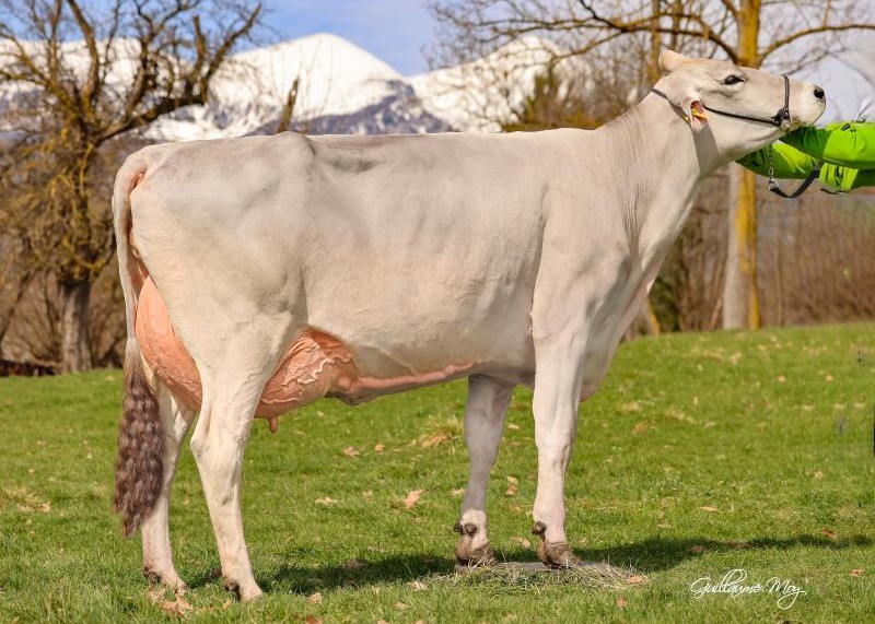 Reiting (moeder Da Vinci) eig.: Fam Duller. 7.702 kg met 4,62%v 3,84%e