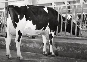 Blumenfeld Rome 6841-ET VG-85, Dam of Volstagg