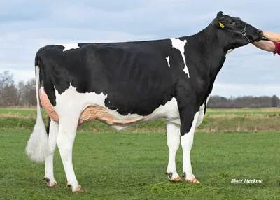 Delta Philou P (s. Builder P), overgrootmoeder van Richman PP-Red