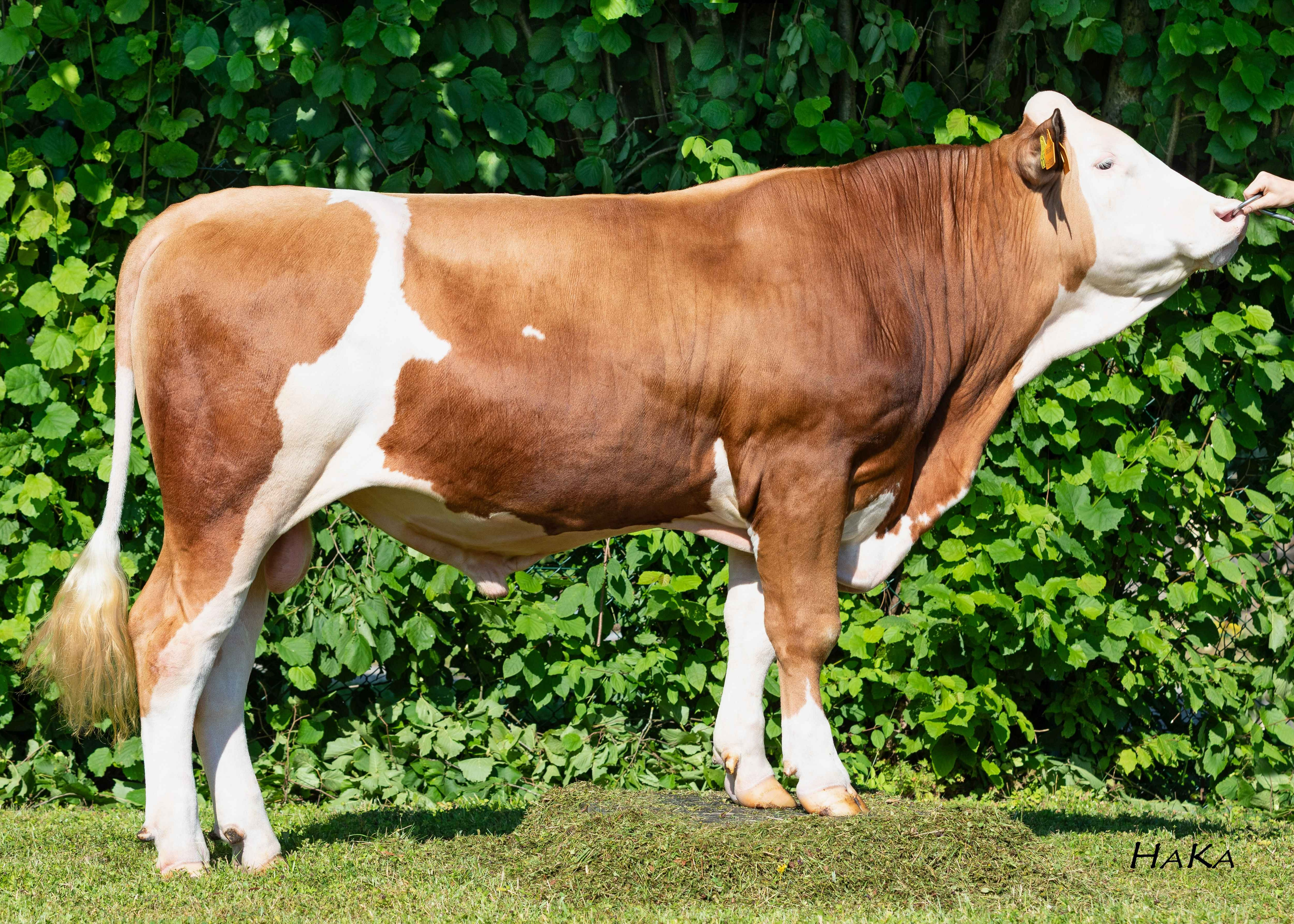 Heimspiel Pp, Breeder: Schürer-Hammon, Oettingen