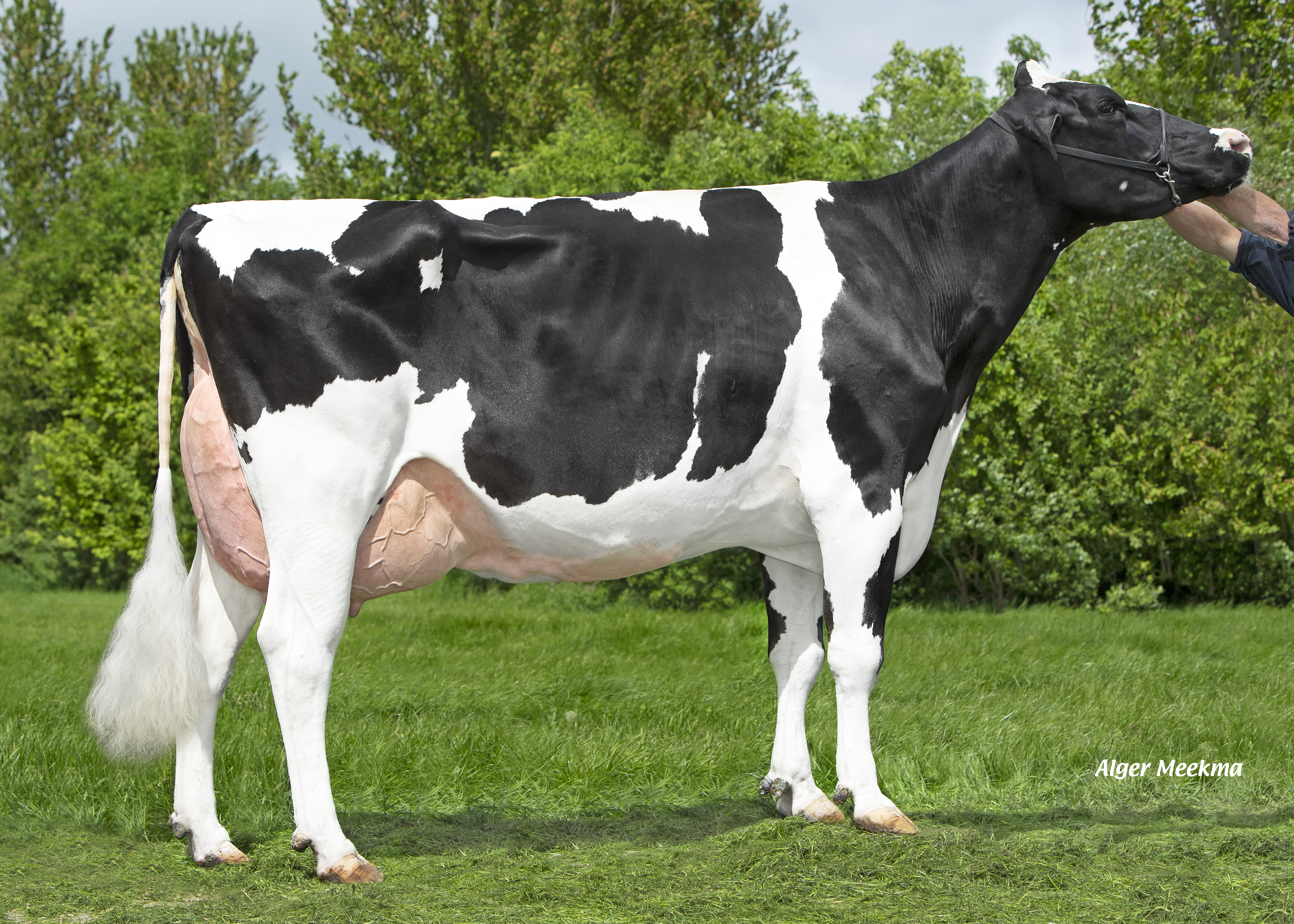 Lizette 5343 (dam of Glory) owner: Midwolder Melkvee, Midwolda