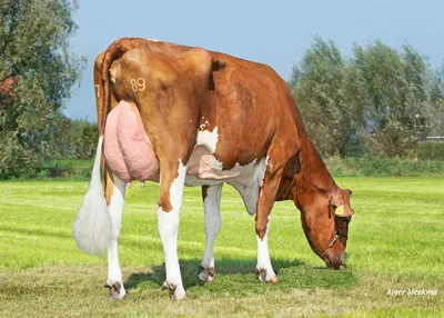 Delta Petra P (v. Nominator), grootmoeder van Unesco PP-Red