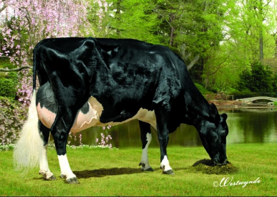 Ked Duster Julienna-ET EX-94 3E GMD DOM, 9th Dam of Jarvis