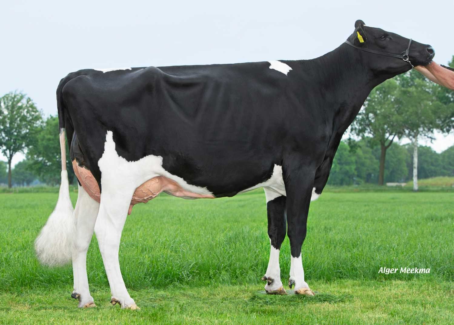 Irene 152 (s. Inductor), MGGGD of Rockstar RF. Owner: Van den Oever Melkvee, Westerbeek