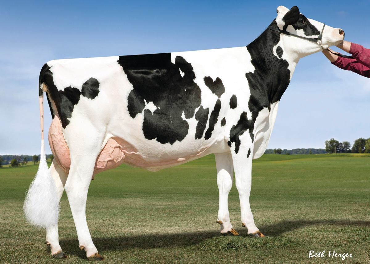 S-S-I Snowman Rachel7516-ET EX-90 DOM, 4th Dam of Shawarma
