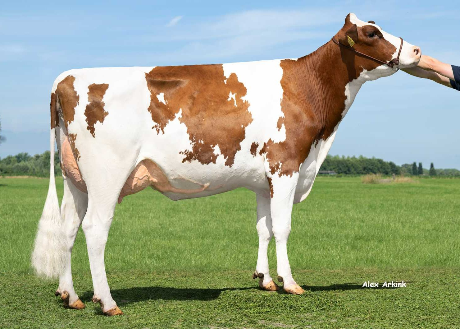 Delta Wyola PP (s. Drone PP), dam of Bobster PP