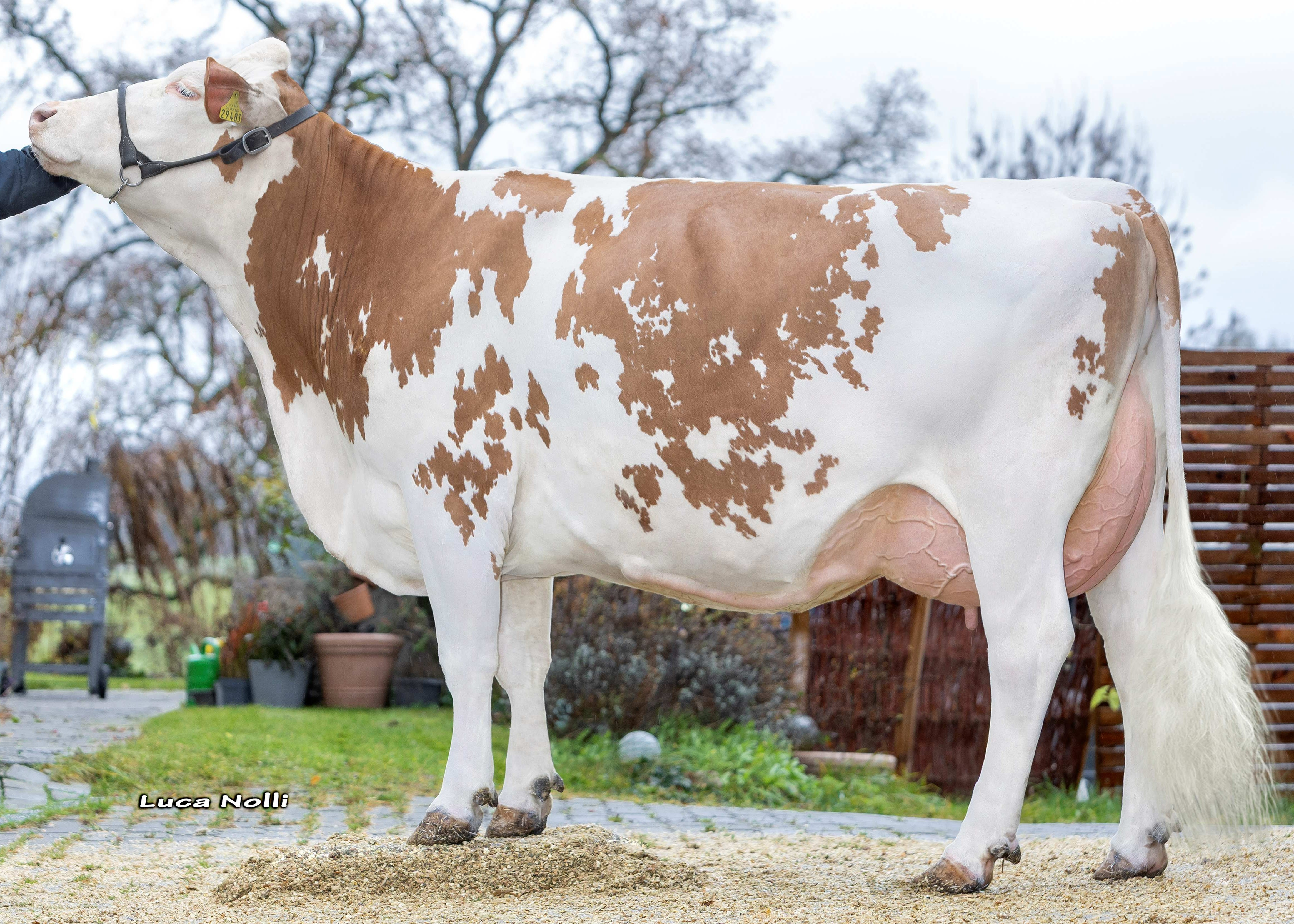 Savanna, half Sister of Vienetta, 2nd calf ScheSchu Genetik
