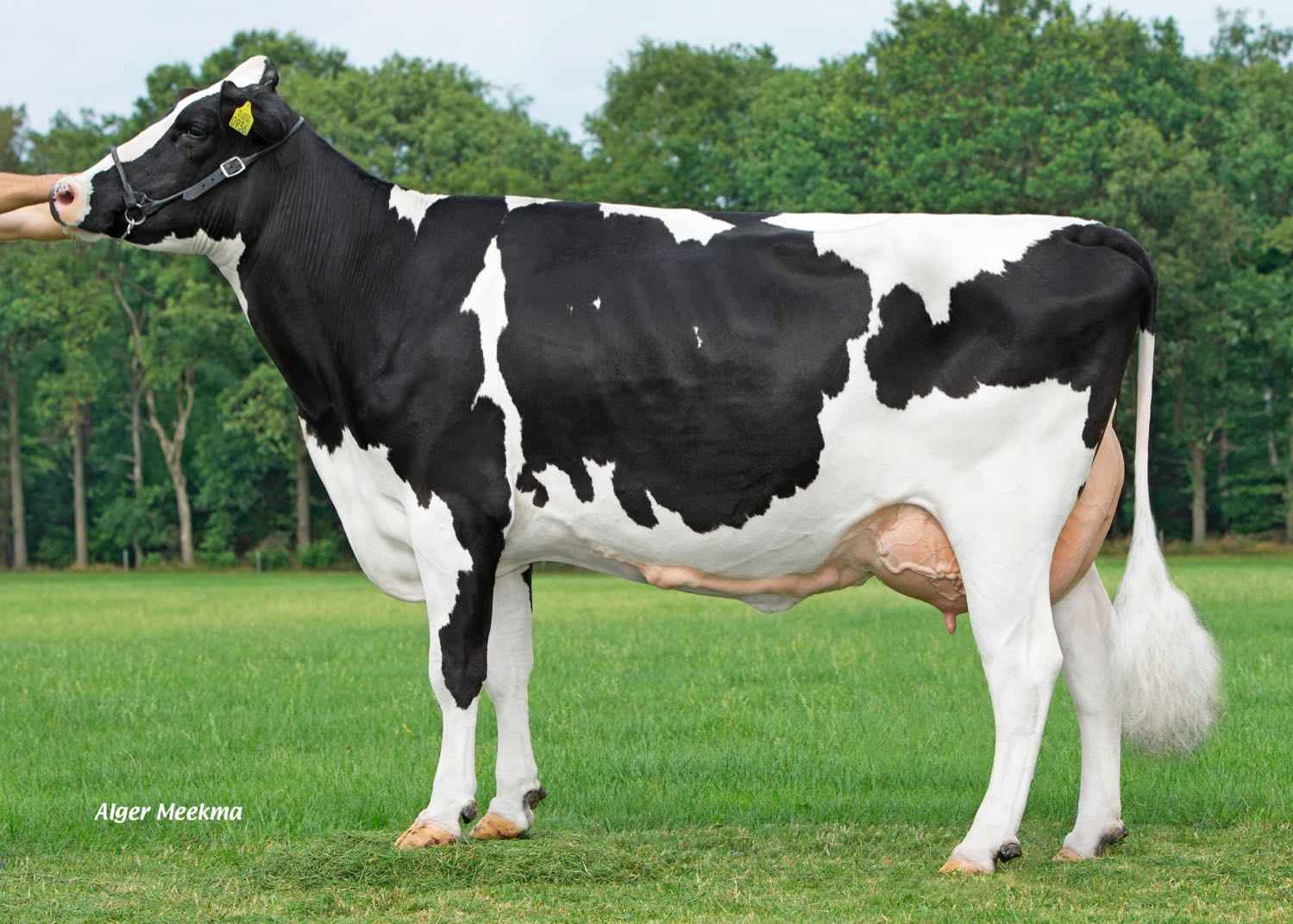 Jet 155 (dam of Starmaker) owner: Mts. AGM & JTM Groot Koerkamp, Harfsen