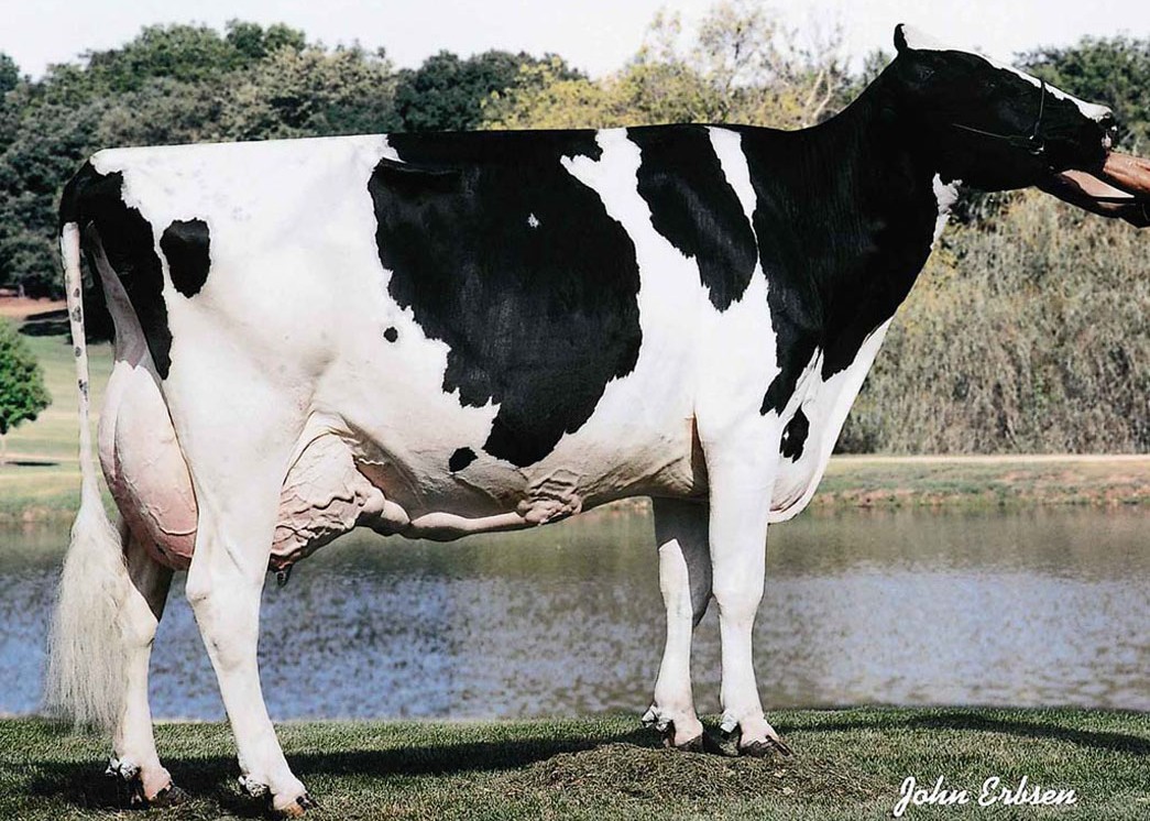Kerndtway Jolt Daisy-ET EX-94 2E GMD DOM, 8th Dam of Mainline