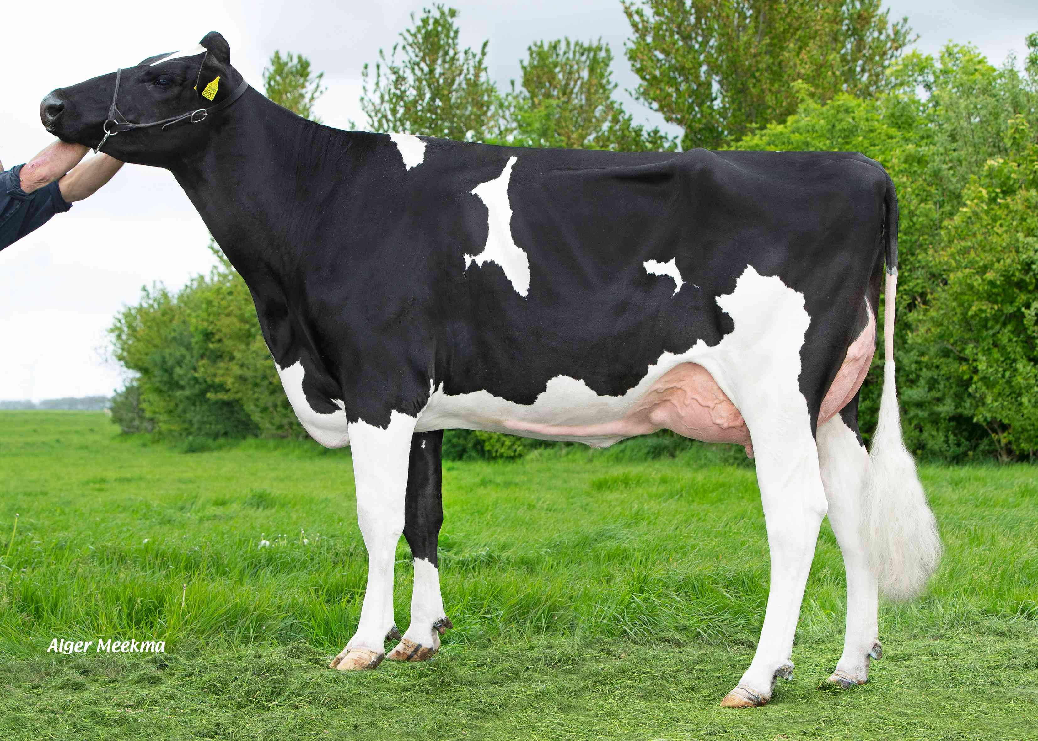 Delta Lineke (dam of Stupa) owner: Midwolder Melkvee, Midwolda