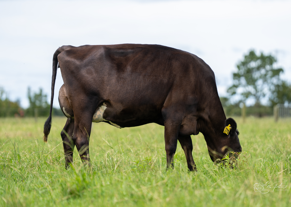 Daughter  270 SKMoore Ltd, Whakatane. 522656 WEBSTER BIVVY F9J7